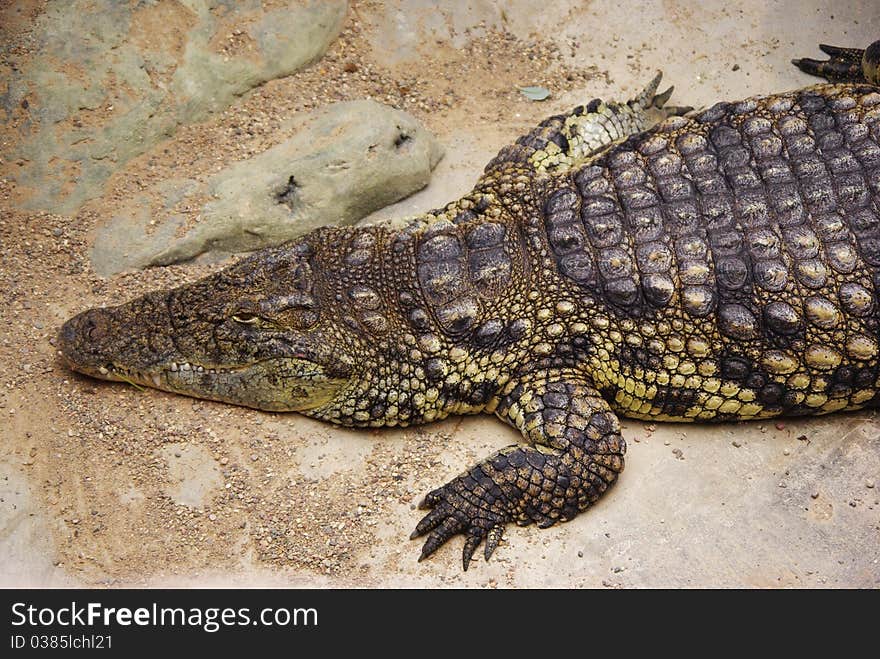 Upper End of a nile crocodile. Upper End of a nile crocodile