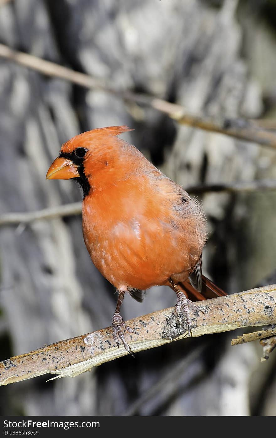 A male northern cardinal perched on a limb