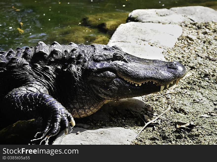 A american alligator climbing out of the water