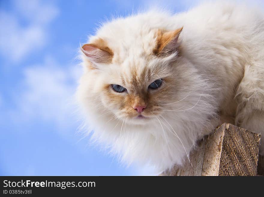 White cat portrait