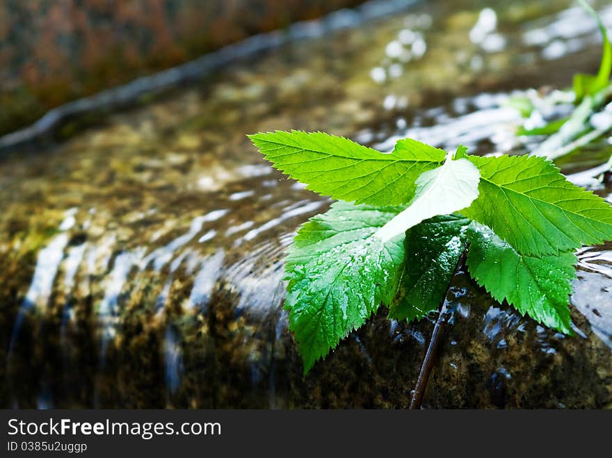 Wet leaves