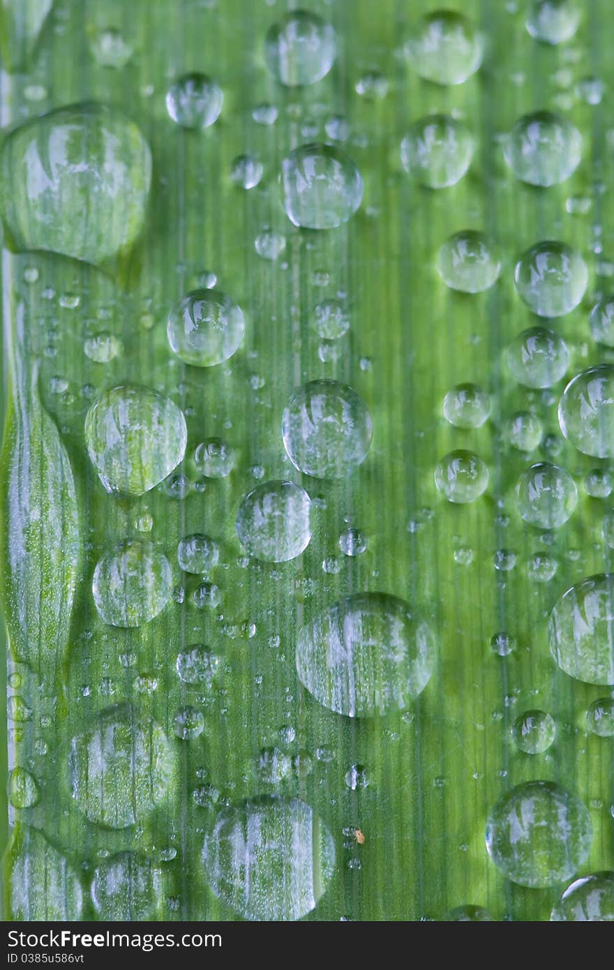 Many water drops on a green leaf