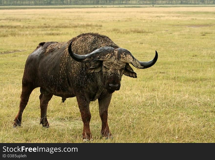 An angry buffalo in the bush. An angry buffalo in the bush.