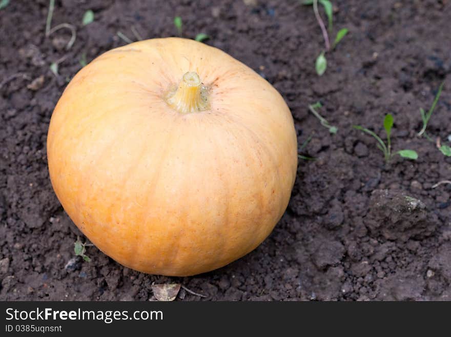 Yellow Big Pumpkin On A Brown Ground