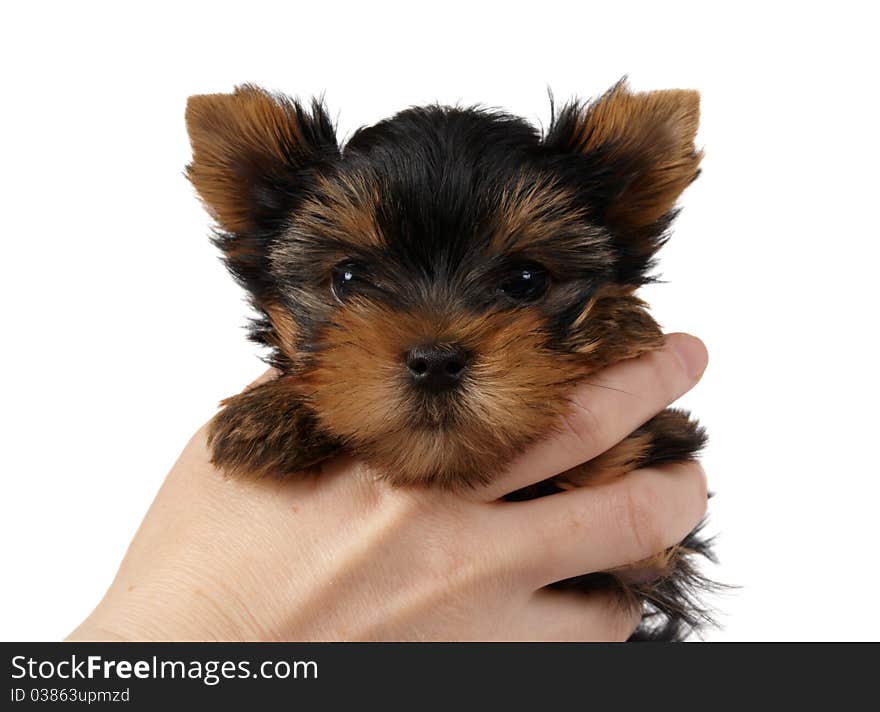 Puppy of the Yorkshire Terrier held in hands isolated on white