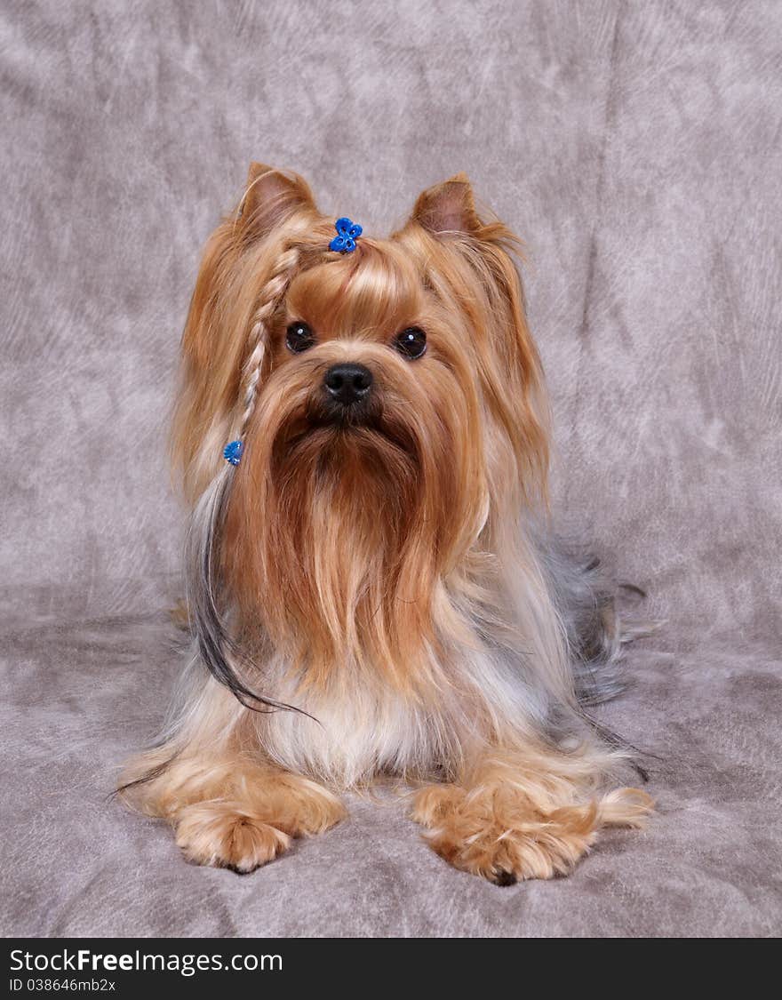 Beatiful Yorkshire Terrier on the textile background