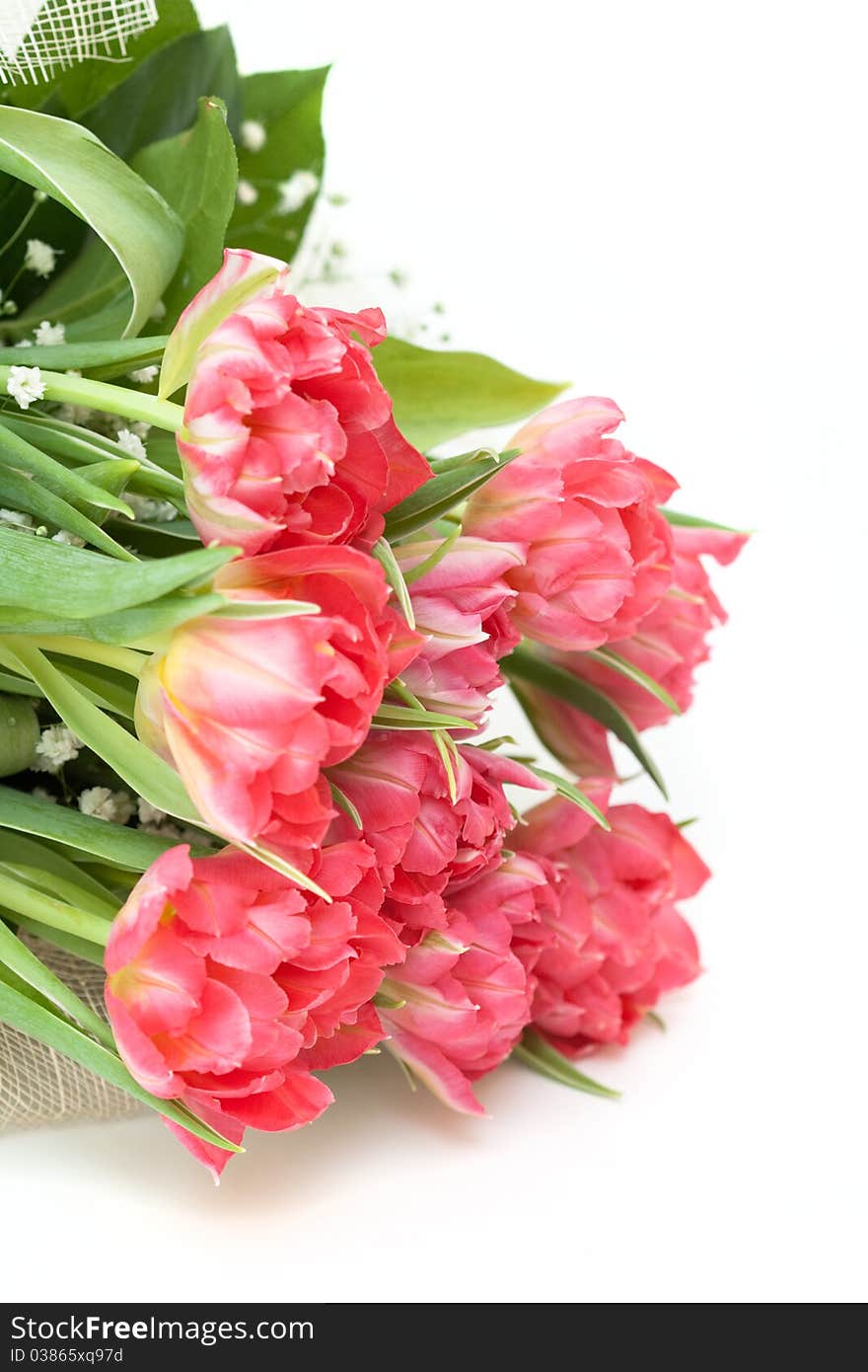 A closeup of tulips. Colorful flowers