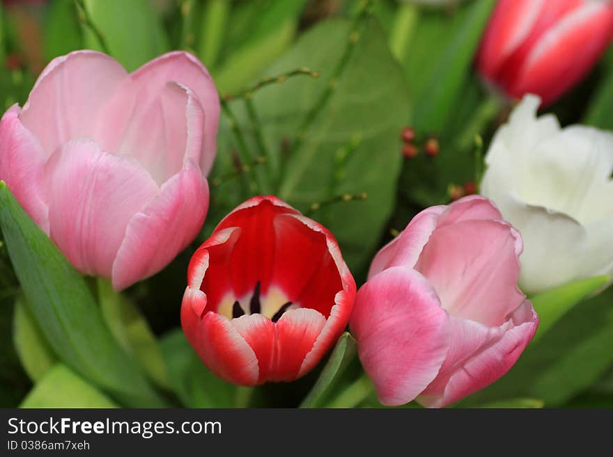 Lively spring bouquet coloured tulips