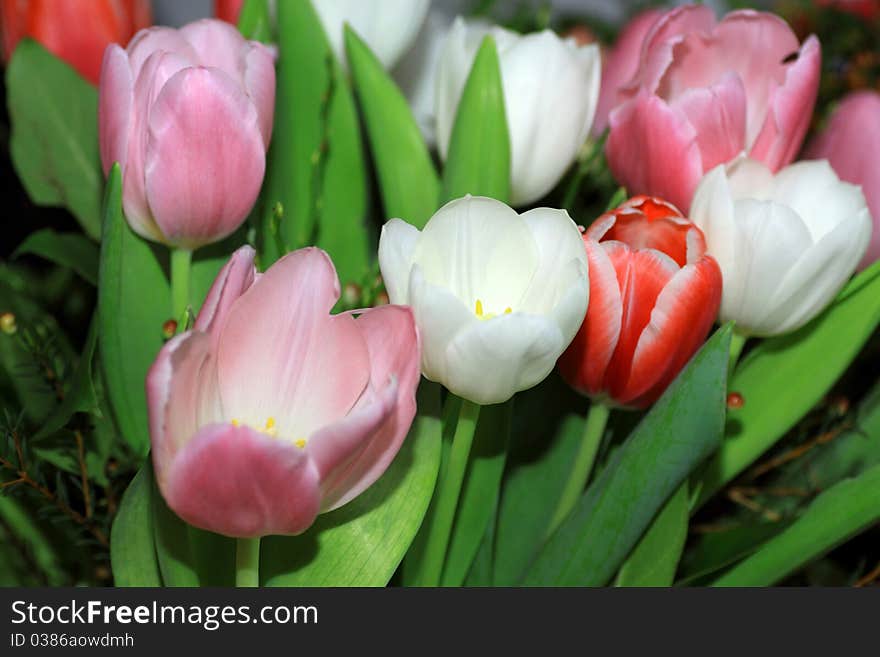 Lively spring bouquet coloured tulips