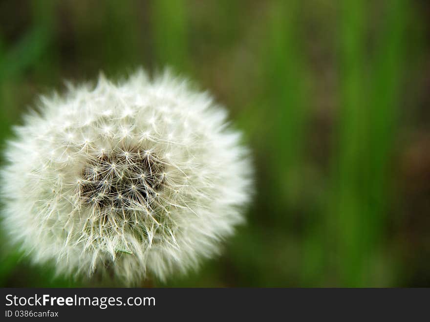 A white dandelion ready for the wind