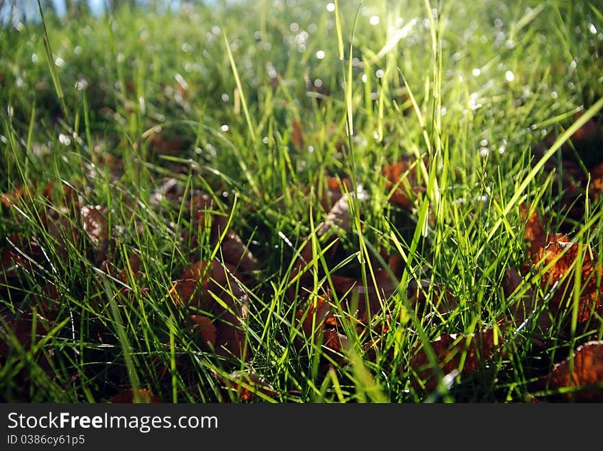 Leafy green grass bathed in morning sunlight. Leafy green grass bathed in morning sunlight