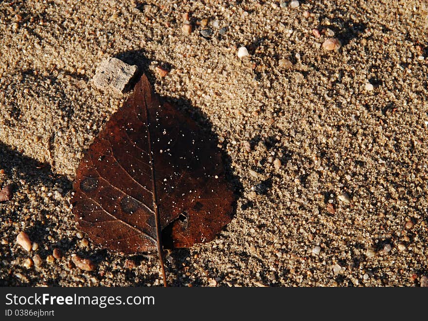 A brown autumn leaf resting on a brown sandy beach. A brown autumn leaf resting on a brown sandy beach.