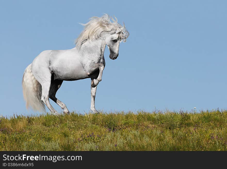 White horse stallion portrait