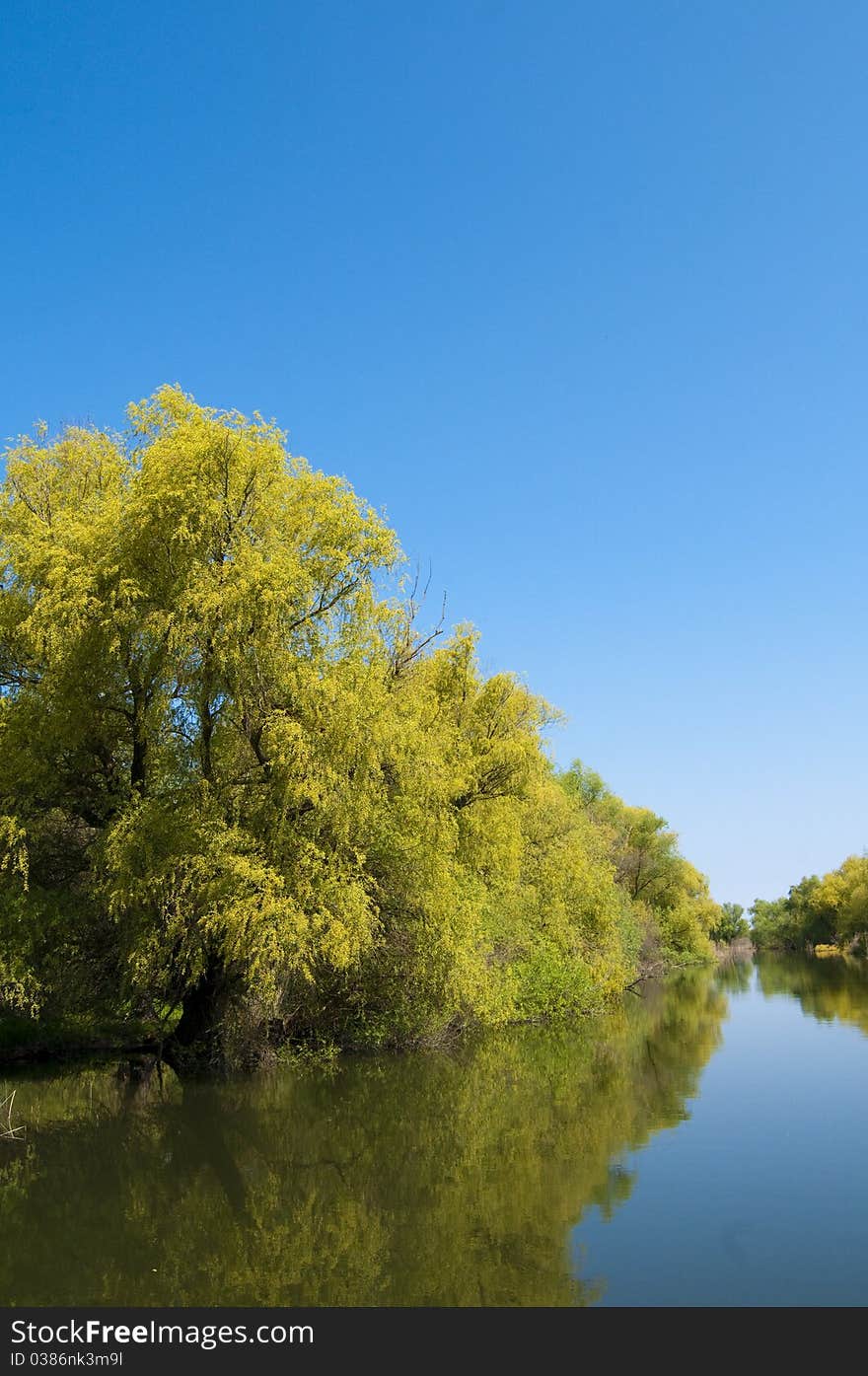 Danube Delta Channel, willows near water