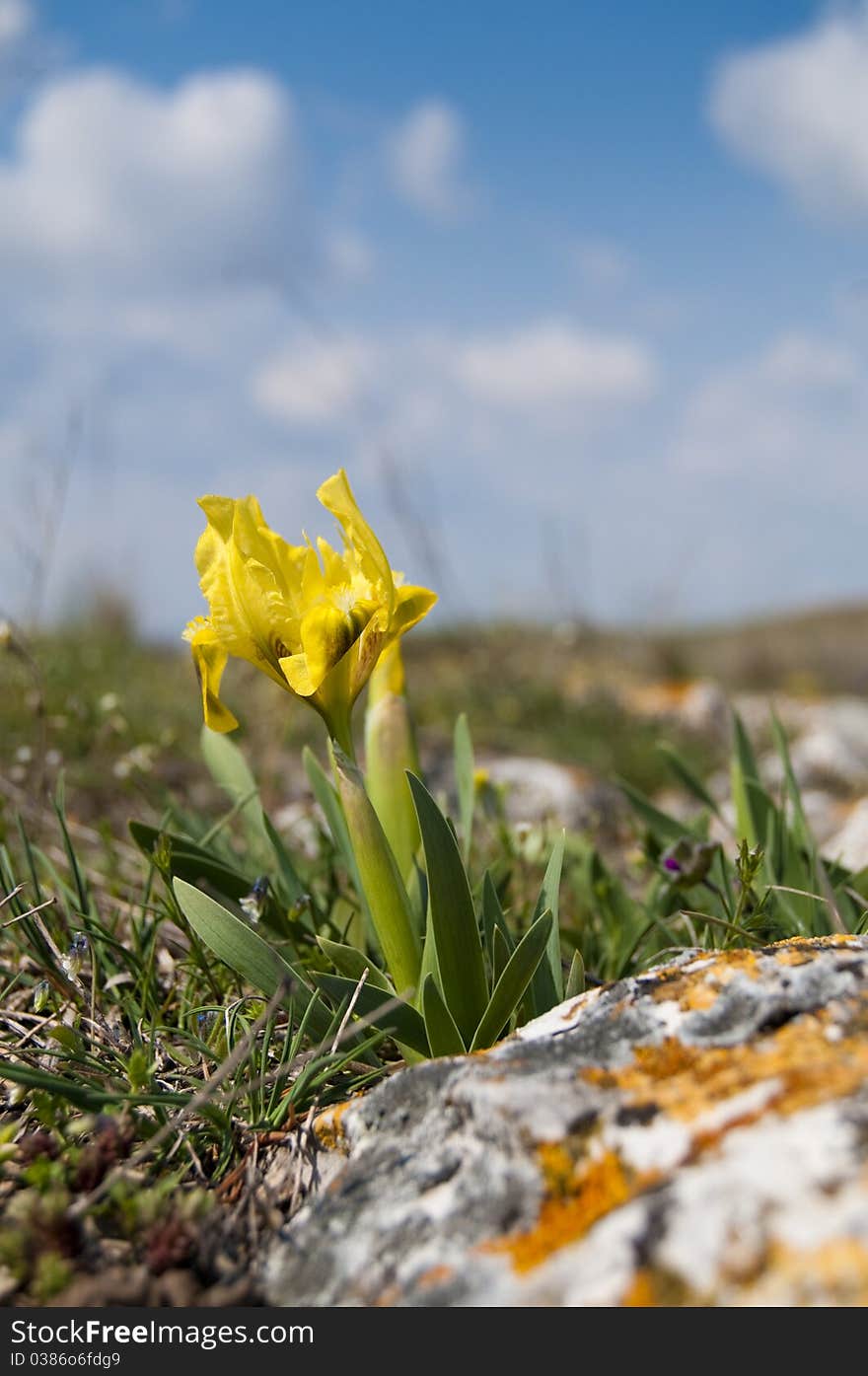 Dwarf Irises in Spring on field