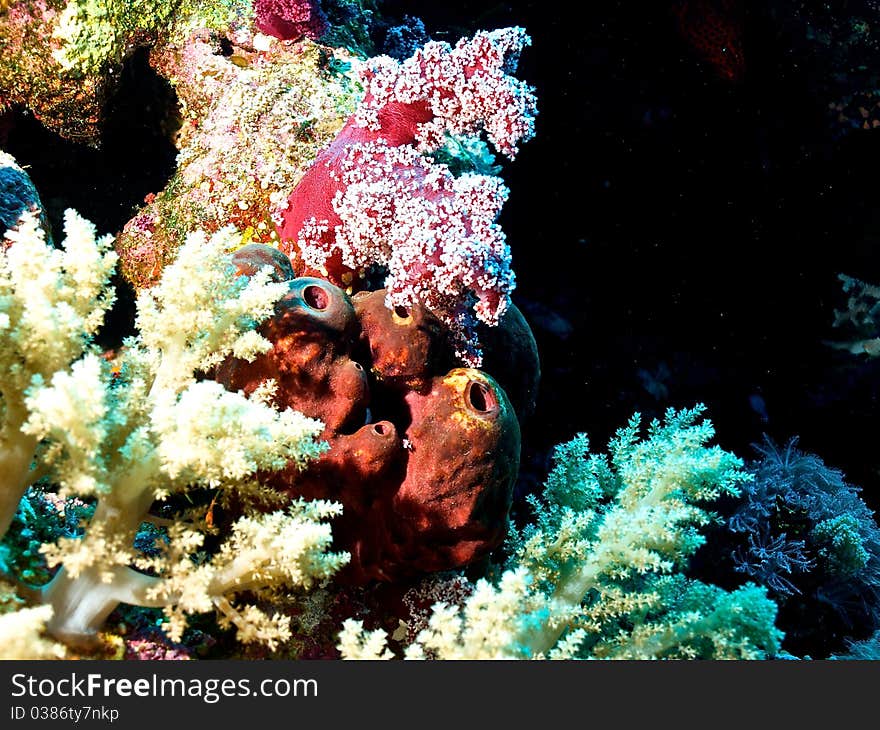 Reef of Red Sea