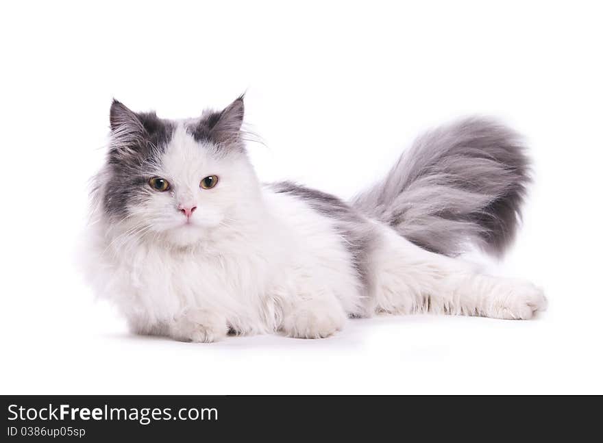 Cat on the white isolated background. Cat on the white isolated background