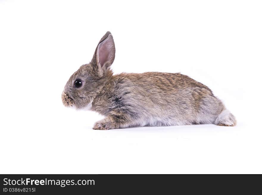 Little rabbit on a white background isolation