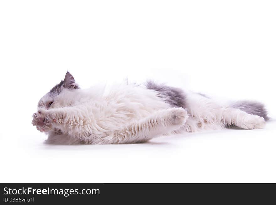 Cat on the white isolated background. Cat on the white isolated background