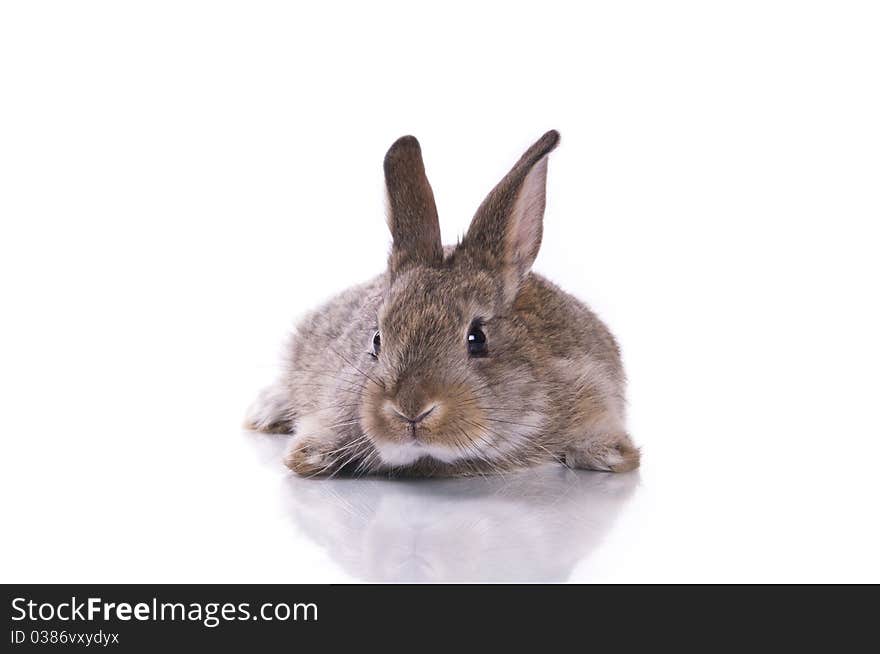 Little rabbit on a white background isolation