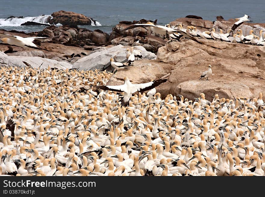 Colony of cape gannets at Lamberts Bay bird island, South Africa. Colony of cape gannets at Lamberts Bay bird island, South Africa