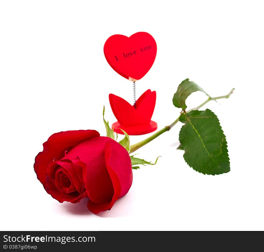 Dark red rose on white background