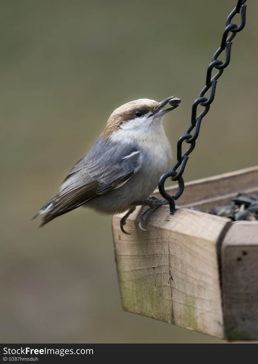 One Nuthatch bird eating seeds from a feeder. One Nuthatch bird eating seeds from a feeder