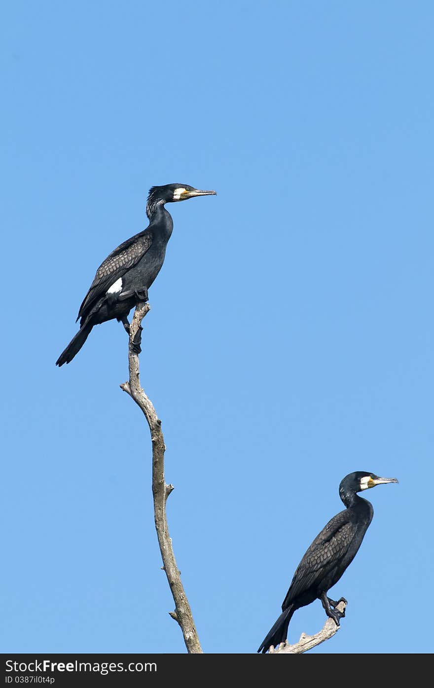 Great Cormorants