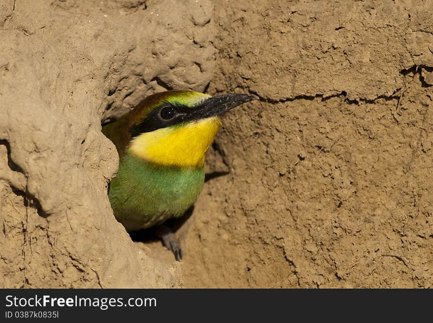 Young Bee Eater in Nest Hole