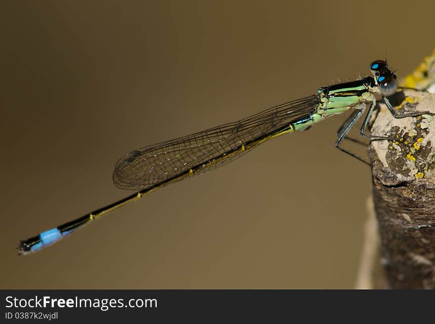 Blue Tailed Damselfly on a tree