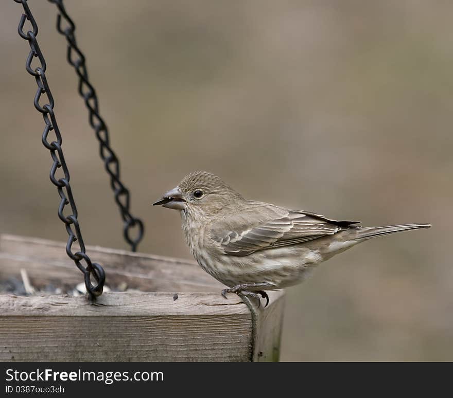 Small brown finch bird with seed in her beak. Small brown finch bird with seed in her beak