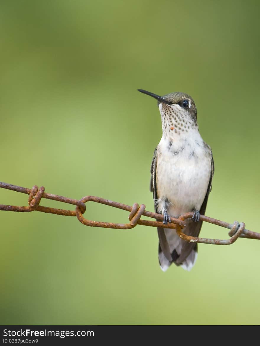 Hummingbird resting on chain