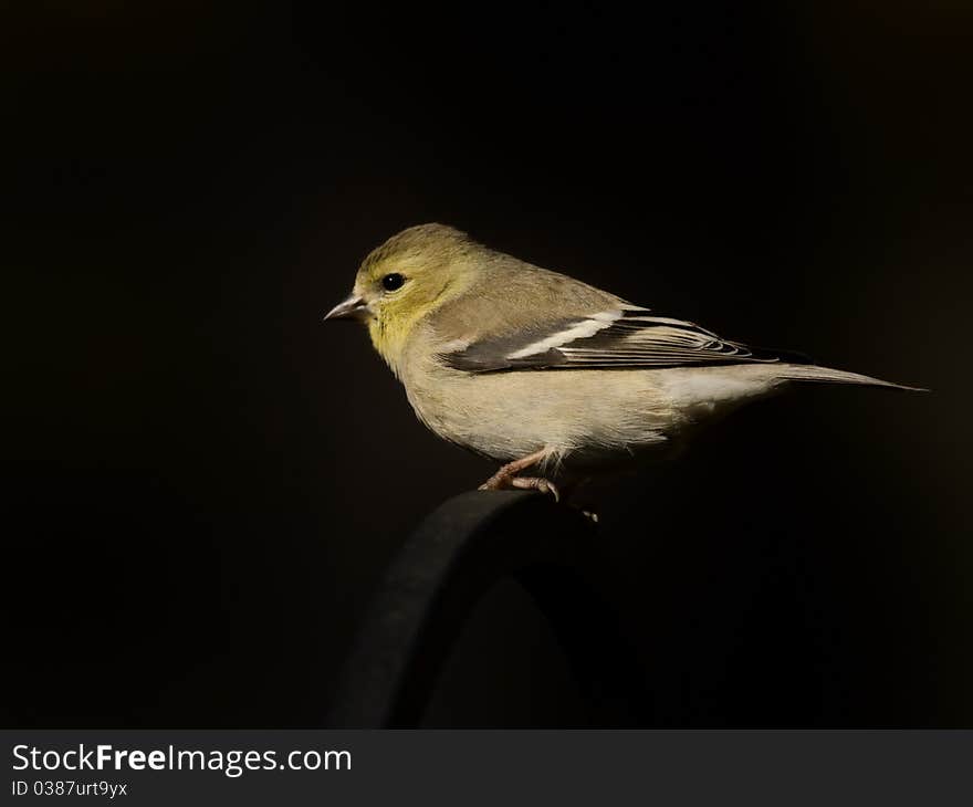 Single perched Oriole bird on black background