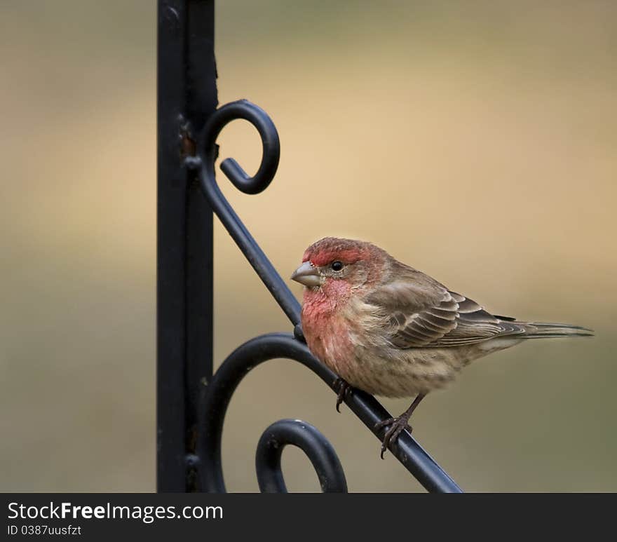 Purple Finch On Iron Pole