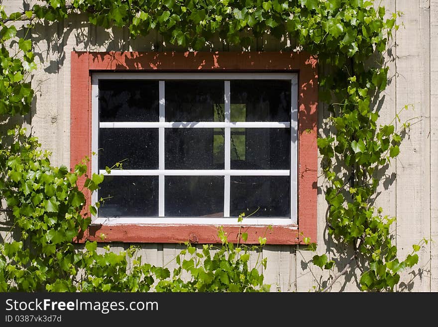 Ivy bordered window to old abandoned home. Ivy bordered window to old abandoned home