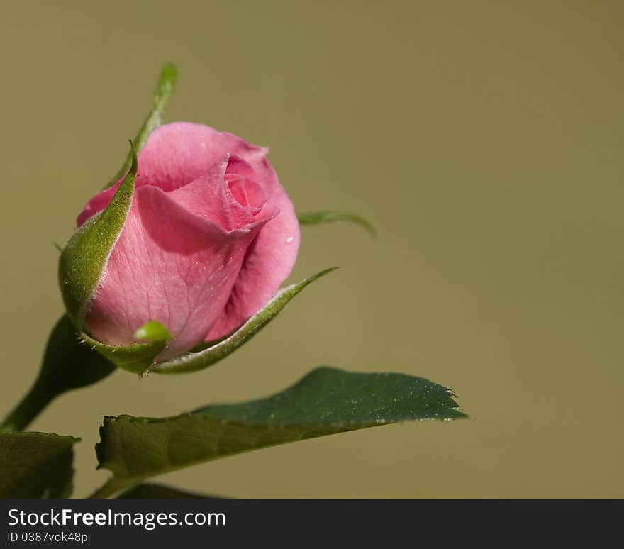 One pink rose with copyspace. One pink rose with copyspace