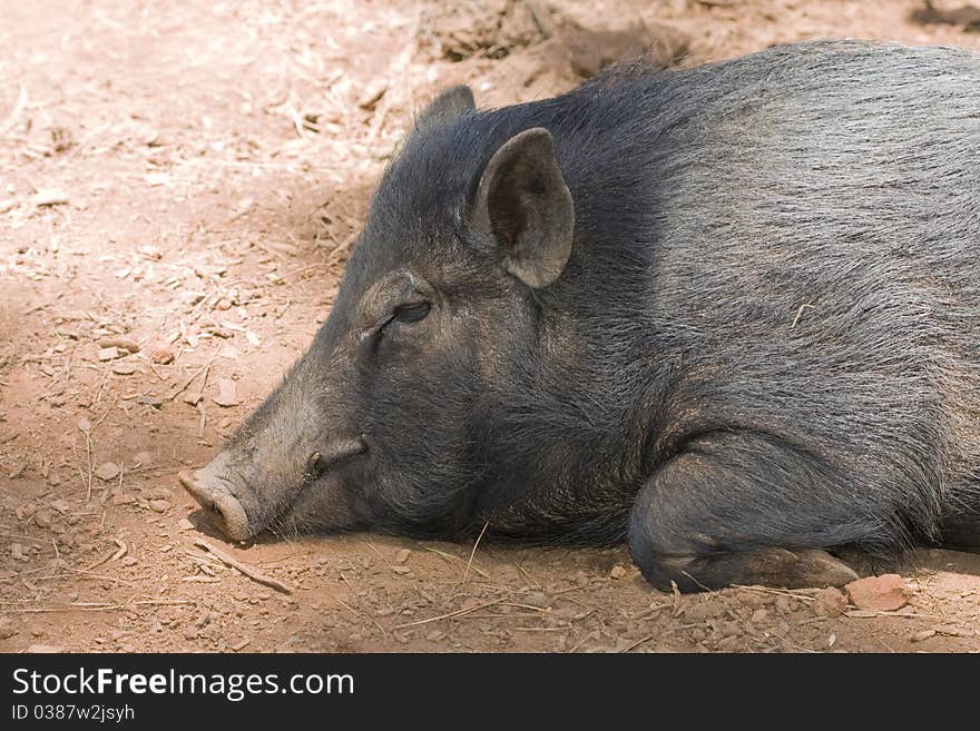 Black pig sleeping on the ground. Black pig sleeping on the ground