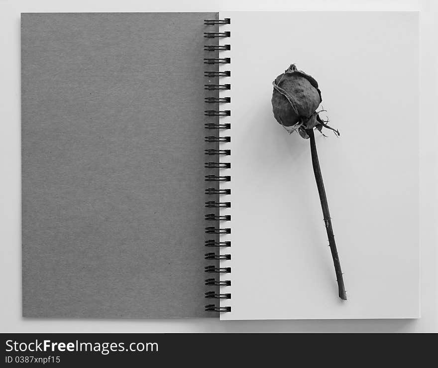 Dried rose on an open  book