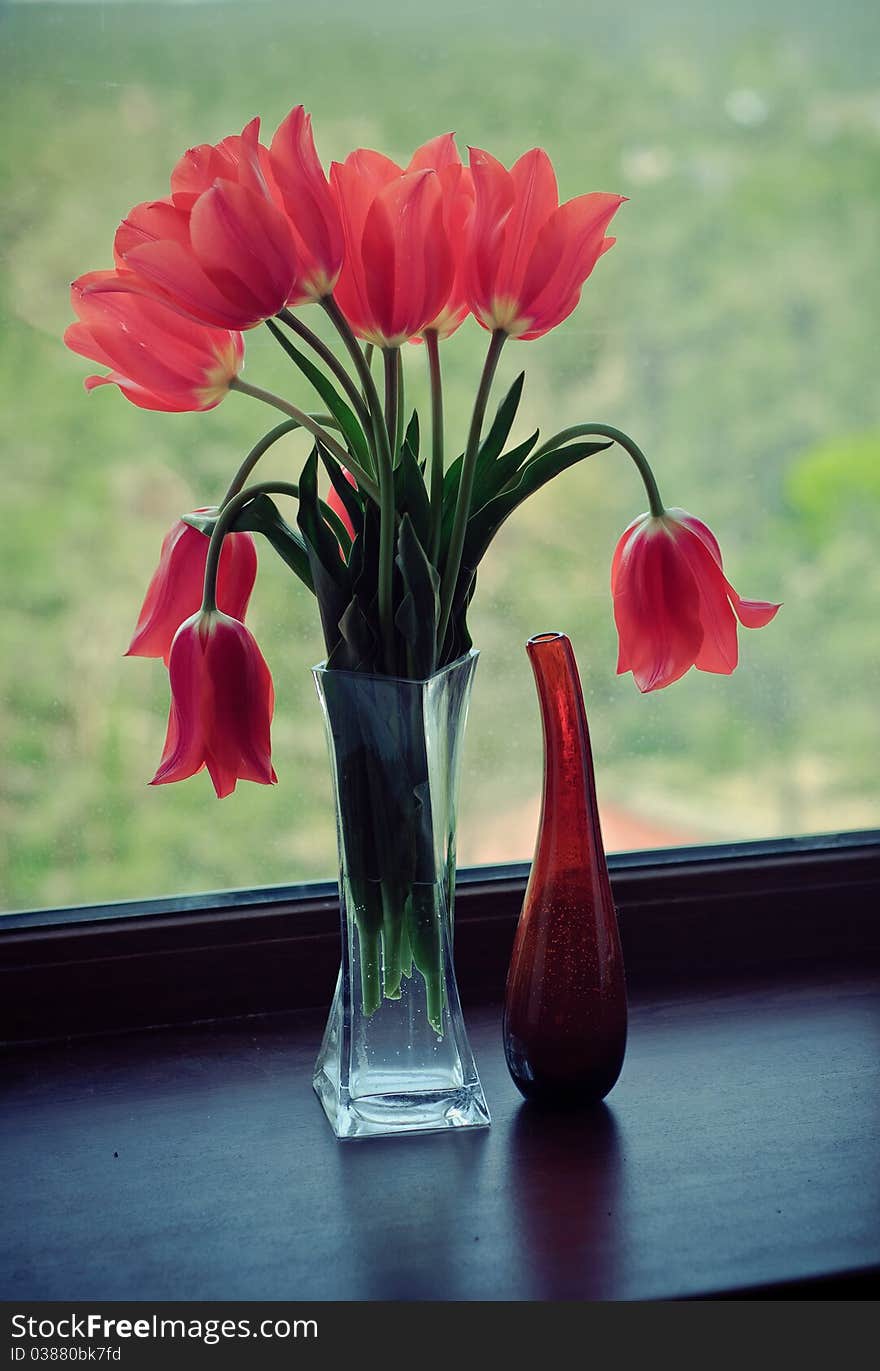 Tulips on the Window on the Green Background