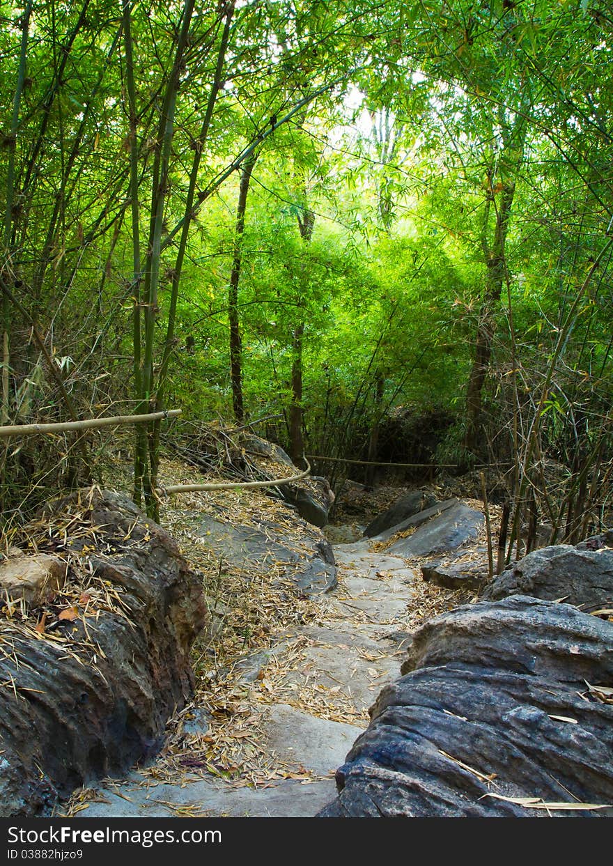 Trail into the natural bamboo forest in Thailand. Trail into the natural bamboo forest in Thailand