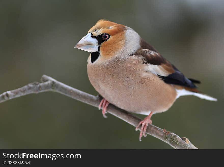 Hawfinch (Coccothraustes Coccothraustes)