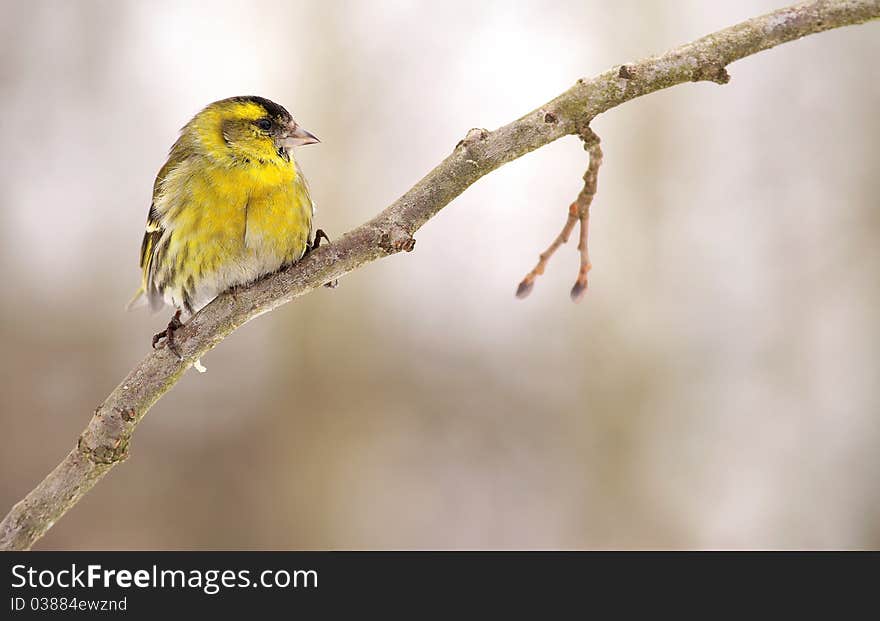 Is a small passerine species from the finch family (Fringillidae). Is a small passerine species from the finch family (Fringillidae)