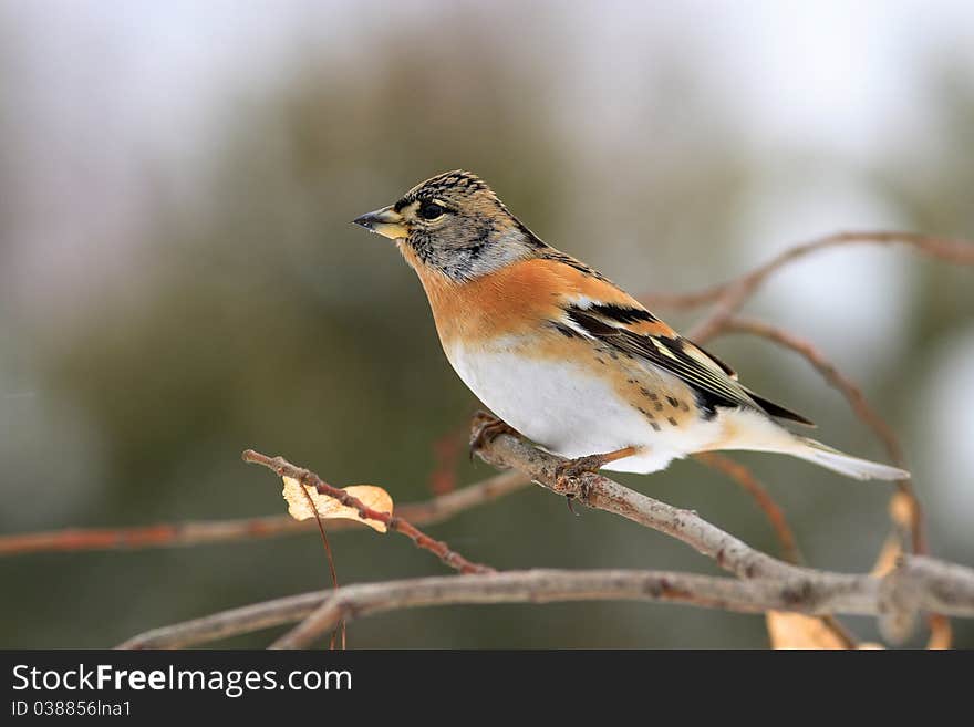 Chaffinch j�kavec from the north, is related to the finch