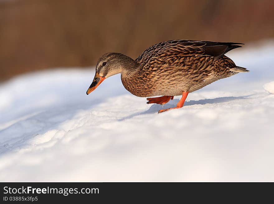 Called, is our largest plovav duck. It is also one of the most successful species of birds, which was able to completely adapt to rapidly changing environmental conditions. Called, is our largest plovav duck. It is also one of the most successful species of birds, which was able to completely adapt to rapidly changing environmental conditions.