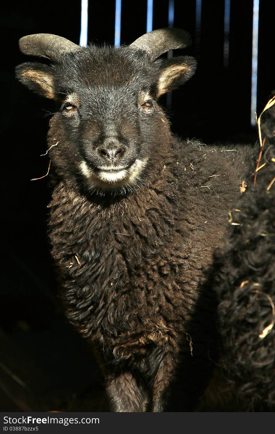 Black lamb standing in the doorway of the barn. Skudde - the most primitive and smallest sheep breed in Europe on the field in Pasterka village in Poland.