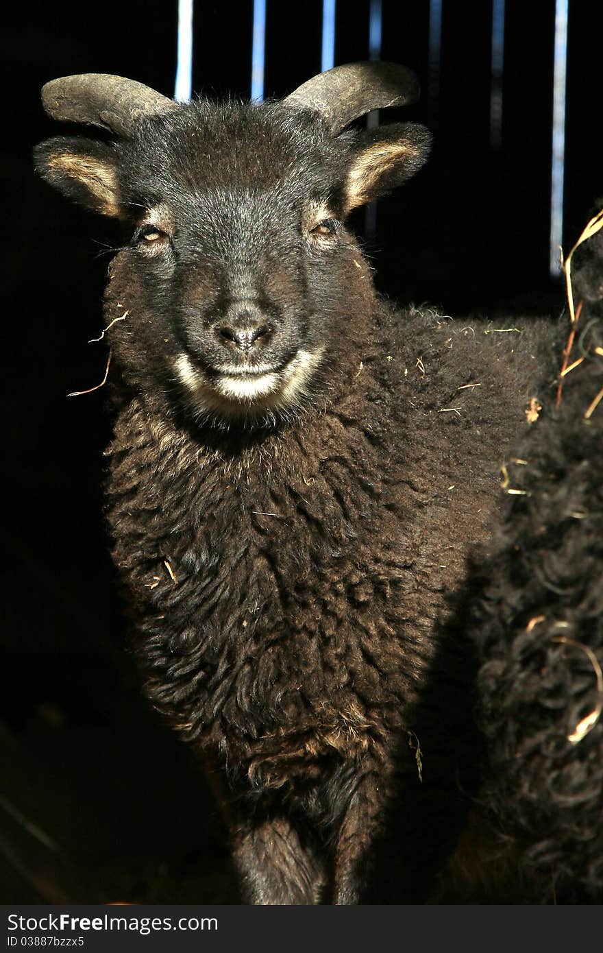 Black lamb standing in the doorway of the barn