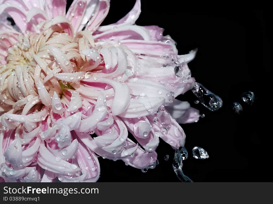 Beautiful flower with splashes of water