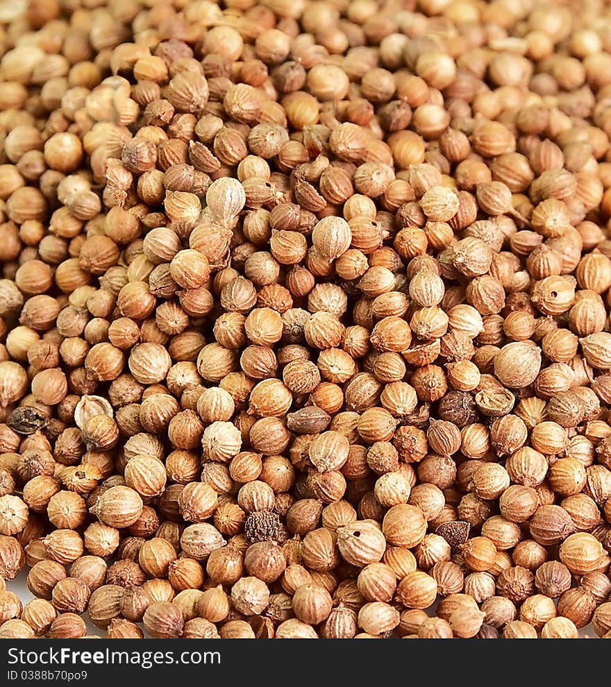 Coriander closeup