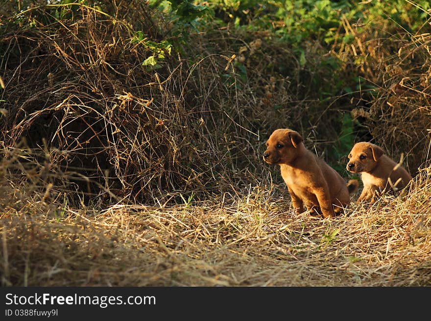 Two dogs were sitting on the field with shining sunrise. Two dogs were sitting on the field with shining sunrise