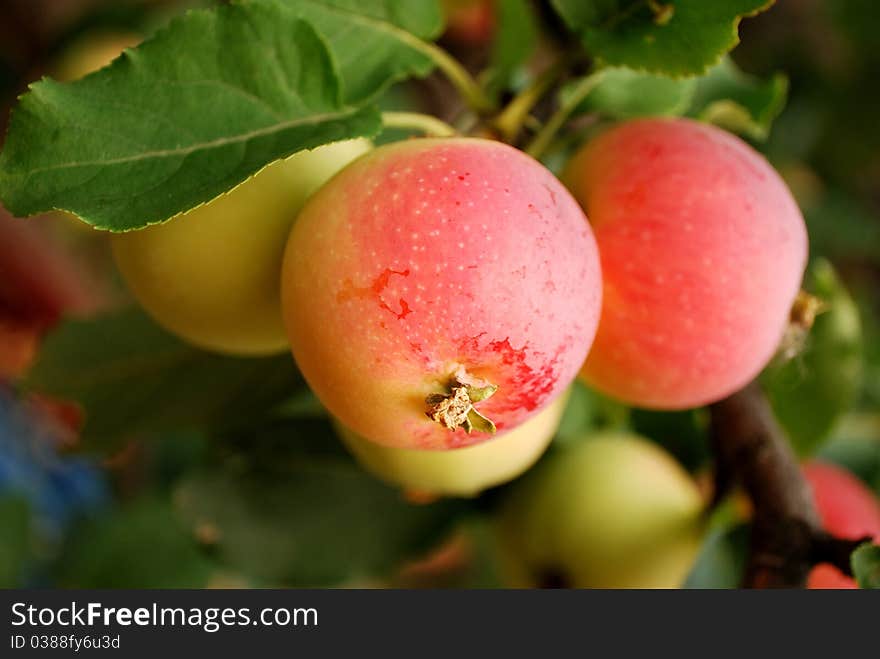 Branch of the ripe reddened apples